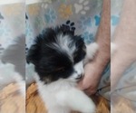 Small #9 Pomsky