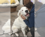 Small Photo #5 Great Pyrenees Puppy For Sale in Houston, TX, USA