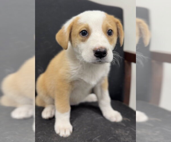 Medium Photo #2 Mutt Puppy For Sale in Bemidji, MN, USA