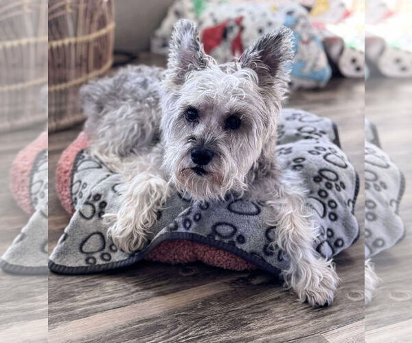 Medium Photo #6 Mutt Puppy For Sale in Mount Pleasant, SC, USA