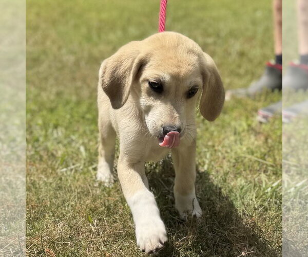 Medium Photo #3 Labrador Retriever Puppy For Sale in Yardley, PA, USA