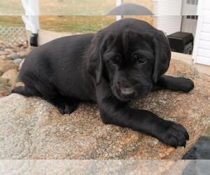 Mutt Puppy for sale in ANN ARBOR, MI, USA