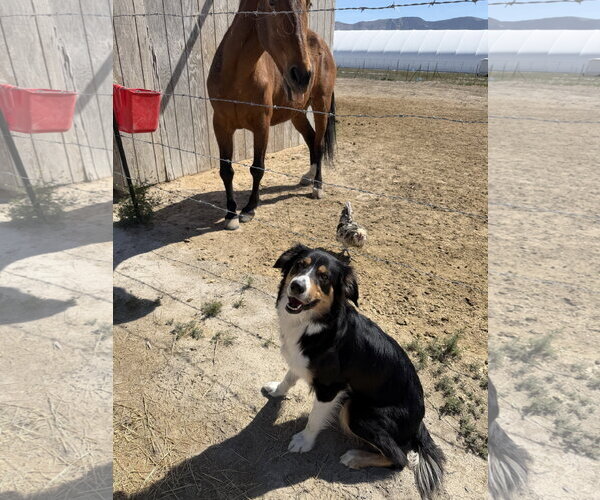Medium Photo #6 Border-Aussie Puppy For Sale in Sandy, UT, USA