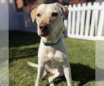 Small #1 Labrador Retriever Mix