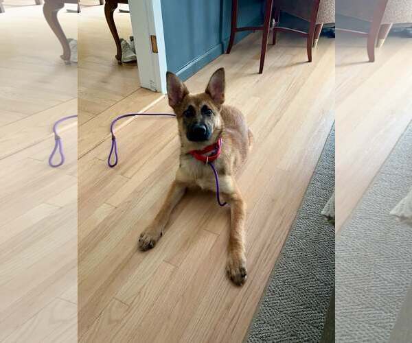 Medium Photo #3 Mutt Puppy For Sale in Westwood, NJ, USA