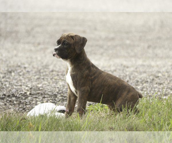 Medium Photo #5 Boxer Puppy For Sale in SHIPSHEWANA, IN, USA