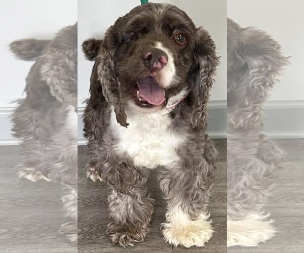 Medium Photo #4 Cocker Spaniel Puppy For Sale in Westminster, MD, USA