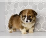 Small #36 Pembroke Welsh Corgi