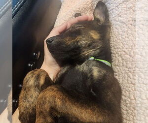 Mutt Dogs for adoption in Fargo, ND, USA
