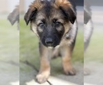 Small #6 German Shepherd Dog