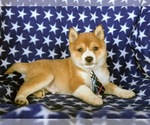 Small Photo #4 Shiba Inu Puppy For Sale in PEACH BOTTOM, PA, USA