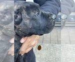 Small Photo #34 Presa Canario Puppy For Sale in LEVITTOWN, PA, USA