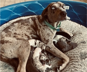 Mother of the Catahoula Leopard Dog puppies born on 05/10/2022