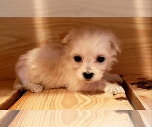Maltese-Poodle (Toy) Mix Puppy for sale in PINK HILL, NC, USA