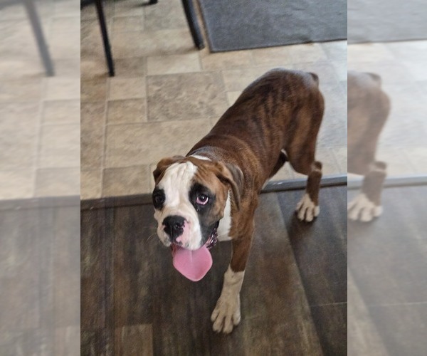 Medium Photo #10 Boxer Puppy For Sale in LAUREL, DE, USA