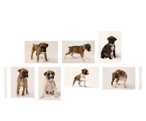 Boxer Puppy for sale in SIOUX FALLS, SD, USA