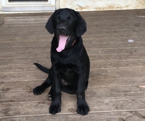 Labrador Retriever Puppy for sale in GOSPORT, IN, USA