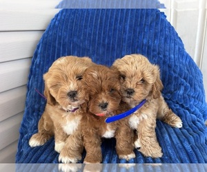 ShihPoo Puppy for sale in BOWLING GREEN, KY, USA