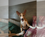 Small #12 Basenji