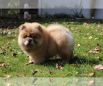Small Photo #2 Chow Chow Puppy For Sale in AUGUSTA, MI, USA