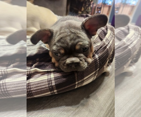 Medium Photo #2 French Bulldog Puppy For Sale in GREENWICH, OH, USA