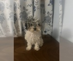 Small #21 Poodle (Miniature)