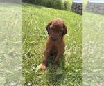 Small #9 Irish Setter
