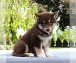 Small Photo #4 Alaskan Malamute Puppy For Sale in GAP, PA, USA