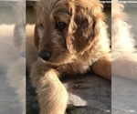 Small Photo #1 Goldendoodle Puppy For Sale in HARRISONBURG, VA, USA