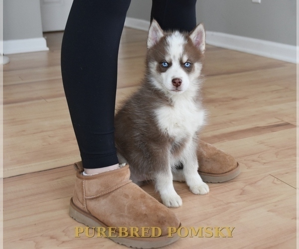 Medium Photo #4 Pomsky Puppy For Sale in KANSAS CITY, MO, USA