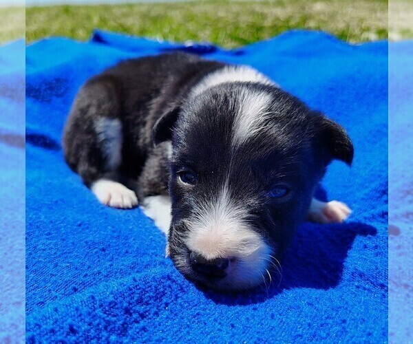 Medium Photo #71 Border Collie Puppy For Sale in NORBORNE, MO, USA