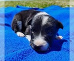 Small Photo #71 Border Collie Puppy For Sale in NORBORNE, MO, USA