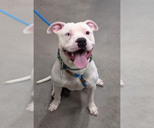 Mutt Dogs for adoption in Forestville, MD, USA