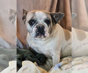 French Bulldog Dogs for adoption in Bon Carbo, CO, USA