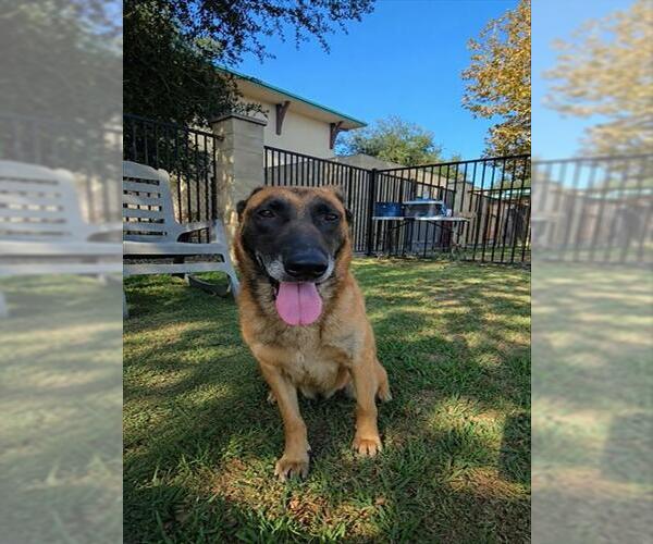 Medium Photo #1 Mutt Puppy For Sale in Riverside, CA, USA