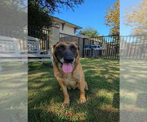 Mutt Dogs for adoption in Riverside, CA, USA