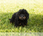 Small #3 Cock-A-Poo-Goldendoodle Mix