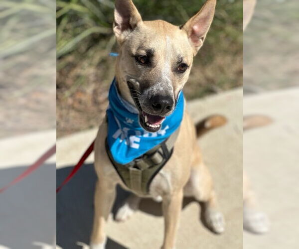 Medium Photo #2 Siberian Husky-Unknown Mix Puppy For Sale in Euless, TX, USA