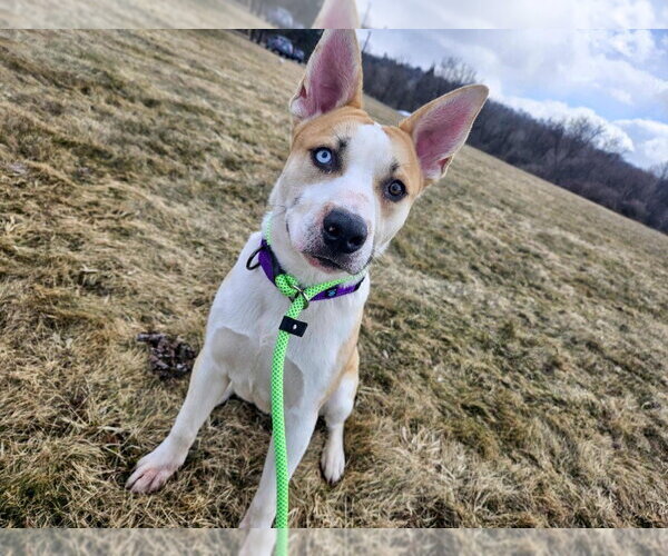 Medium Photo #1 Siberian Husky-Unknown Mix Puppy For Sale in Gloversville, NY, USA