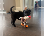 Small #1 American Staffordshire Terrier Mix