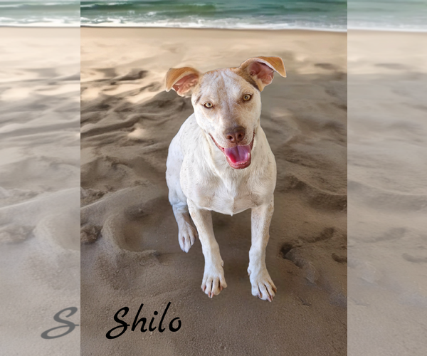 Medium Photo #5 Chihuahua-Unknown Mix Puppy For Sale in Phelan, CA, USA