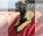 Small Photo #30 Belgian Malinois Puppy For Sale in REESEVILLE, WI, USA