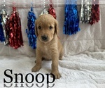Small Photo #19 Goldendoodle Puppy For Sale in BLUFFTON, IN, USA