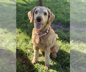 Labradoodle Dogs for adoption in Santa Cruz, CA, USA