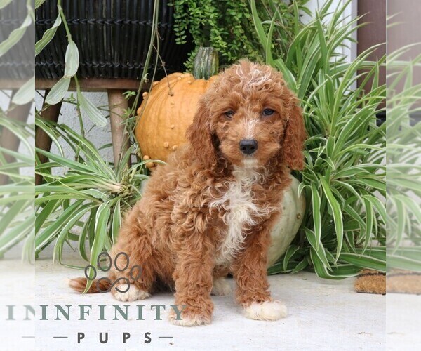 Medium Photo #4 Cavapoo Puppy For Sale in NARVON, PA, USA