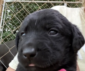 Medium Labrador Retriever