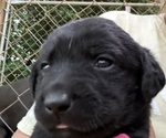 Puppy 6 Labrador Retriever