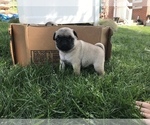 Small Photo #4 Pug Puppy For Sale in DAYTON, VA, USA