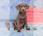 Small #3 Bulldog-Labrador Retriever Mix
