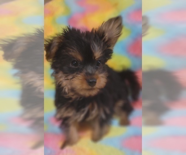 Medium Photo #48 Yorkshire Terrier Puppy For Sale in AKRON, OH, USA